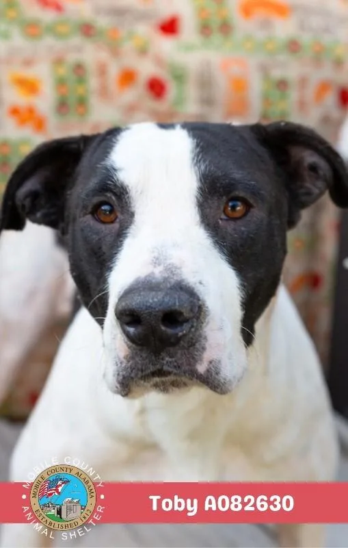 An adult medium-sized male Black American Bulldog dog named Toby for adoption in Mobile, AL