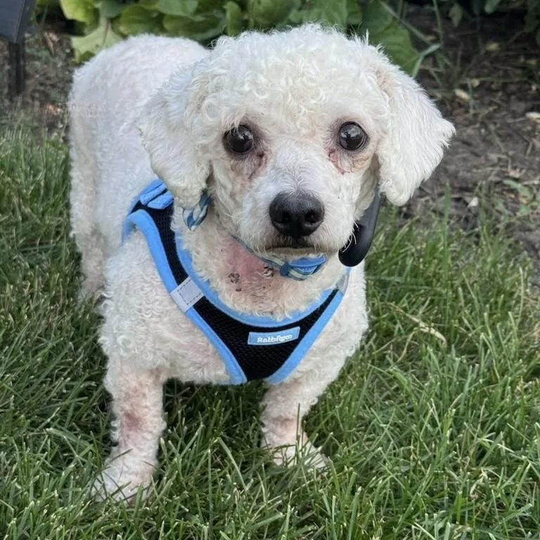 A senior small-sized male Poodle dog named Copper for adoption in Itasca, IL