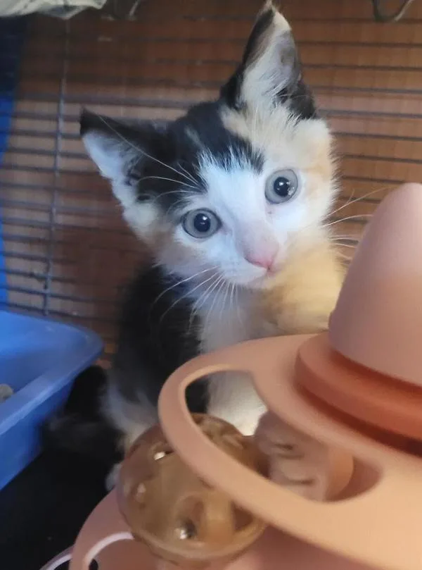A baby medium-sized female Domestic Short Hair cat named Butterfly for adoption in El Cajon, CA