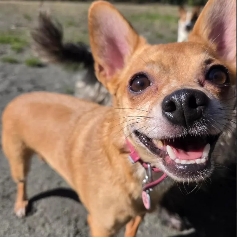 An adult small-sized female Yellow / Tan / Blond / Fawn Chihuahua dog named Kelly for adoption in Redmond, WA