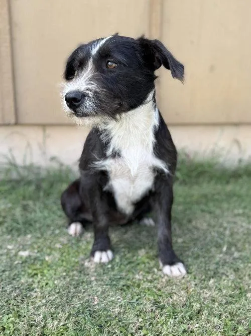 A young medium-sized female White / Cream Wirehaired Terrier dog named Dana for adoption in Boerne, TX