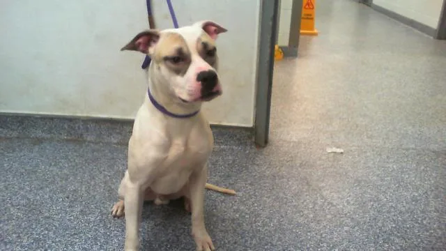 A young medium-sized male Pit Bull Terrier dog named Copper for adoption in Charlotte, NC