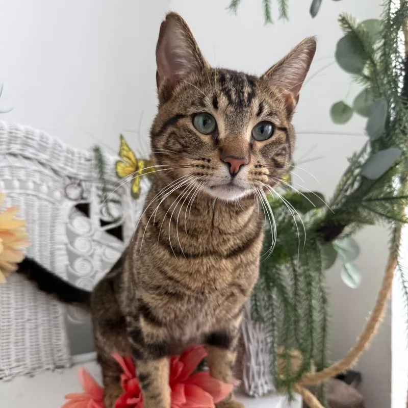 An adult medium-sized male Brown / Chocolate Domestic Short Hair cat named Window Seat for adoption in Eaton Rapids, MI