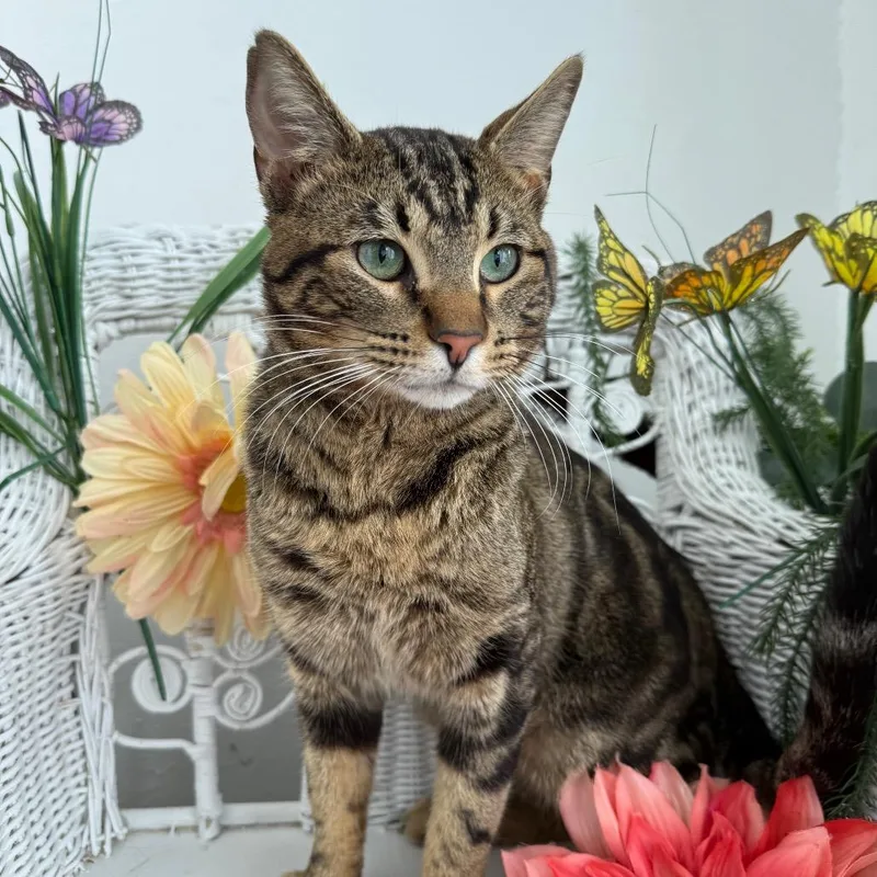 Window Seat thumbnail 2