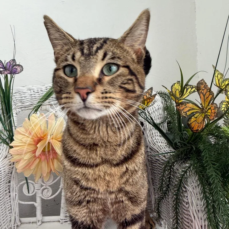 Window Seat thumbnail 3