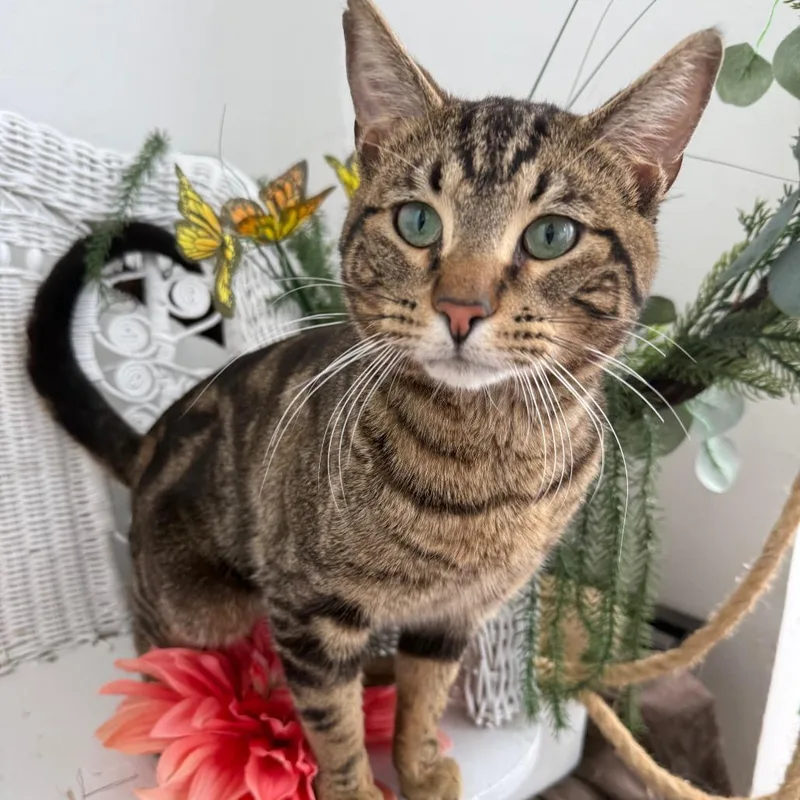 Window Seat thumbnail 4