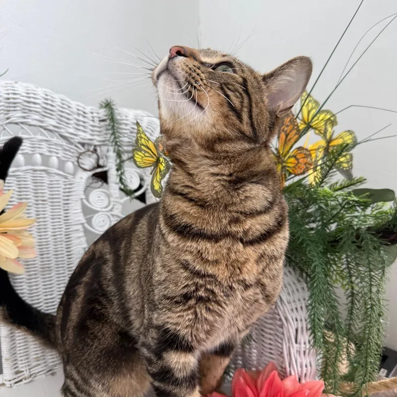 Window Seat thumbnail 5