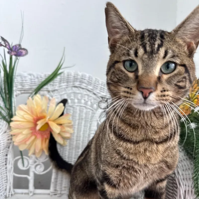 Window Seat thumbnail 6