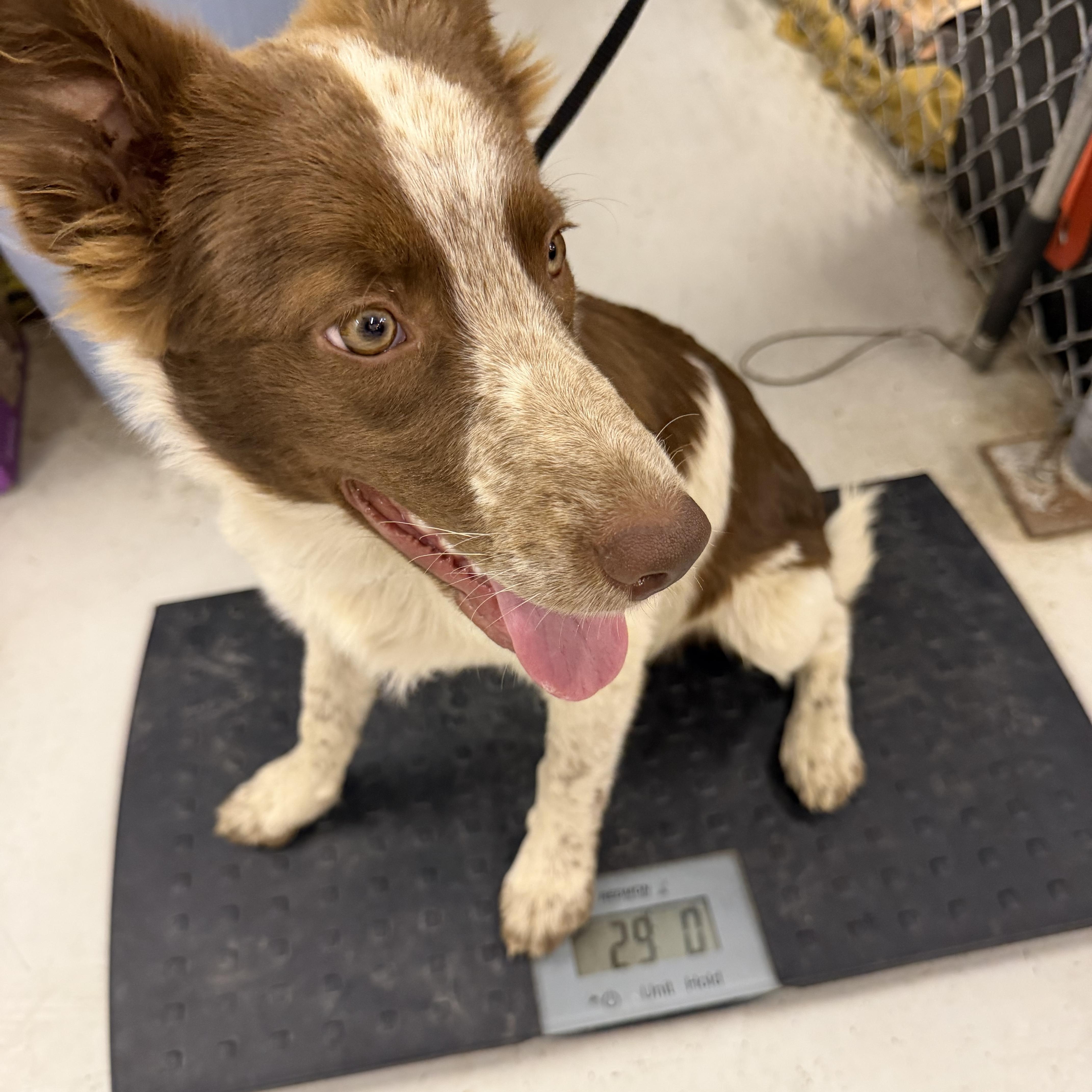 A baby medium-sized male Brown / Chocolate Australian Shepherd dog named Conner for adoption in Muldrow, OK
