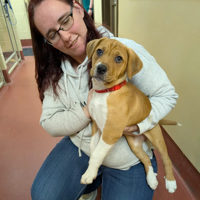 Sassafras thumbnail 2