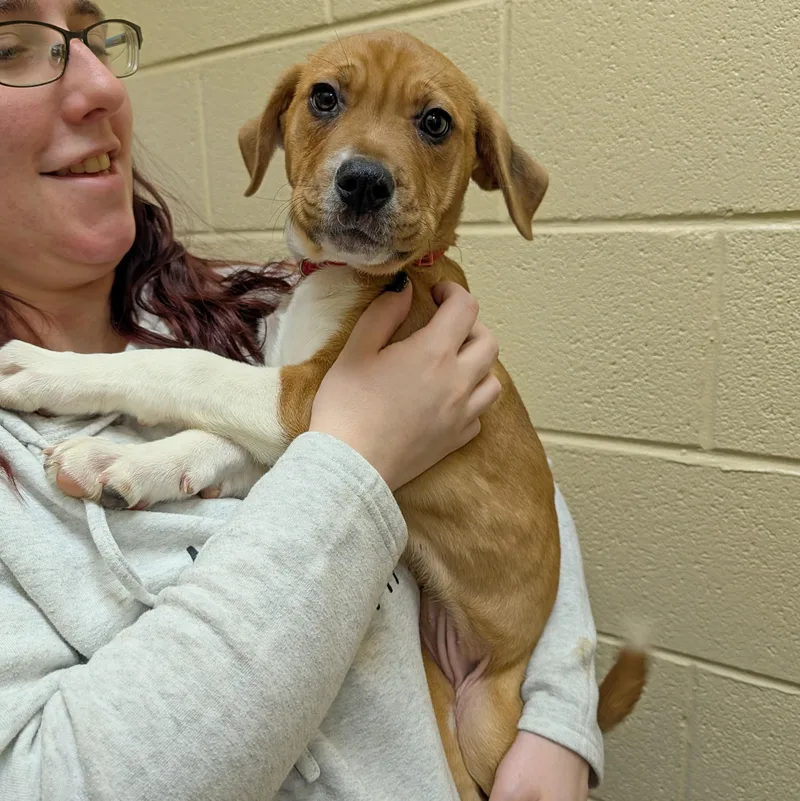 Sassafras thumbnail 4