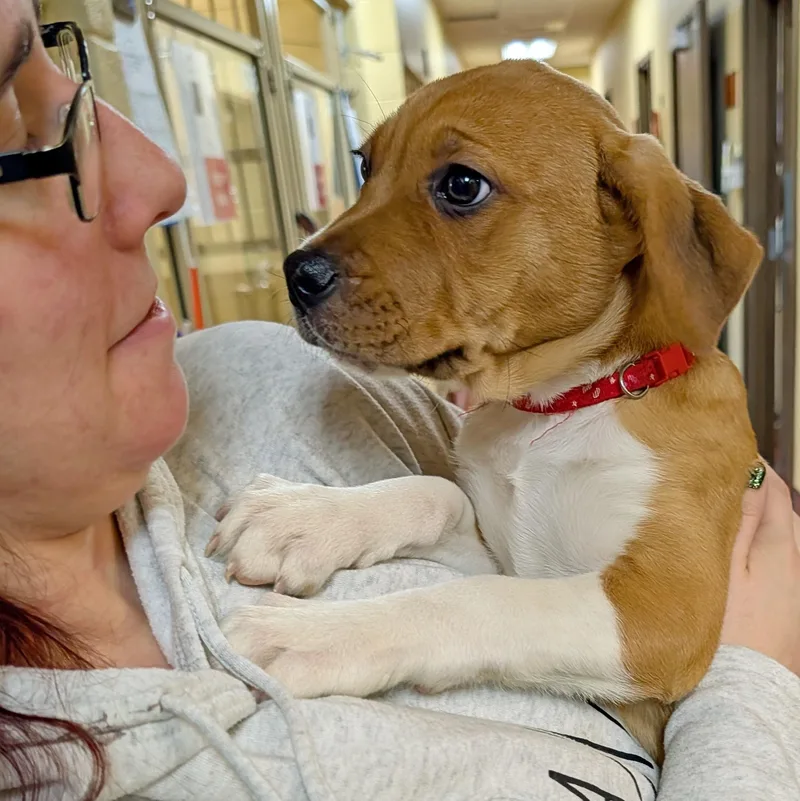 Sassafras thumbnail 5