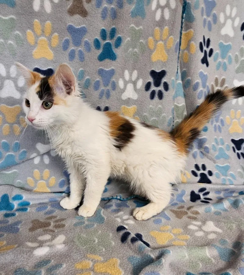 A baby medium-sized female Domestic Medium Hair cat named Ashley for adoption in Wabash, IN