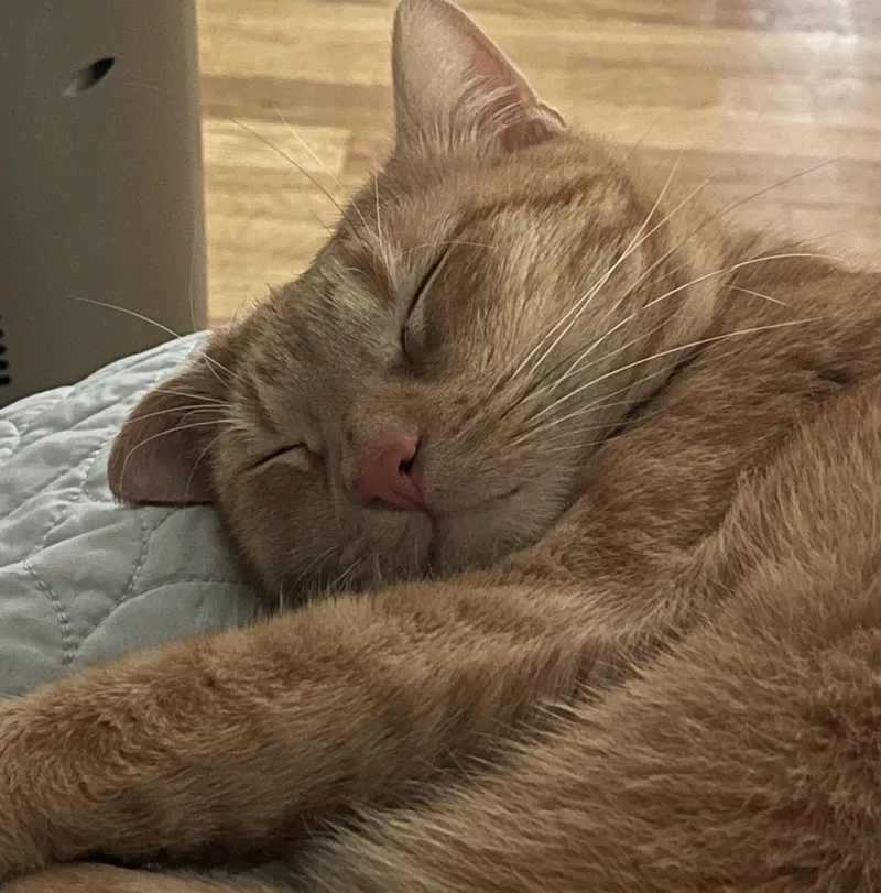 A young medium-sized male Tabby (Orange / Red) Domestic Short Hair cat named Ojinj for adoption in Worcester, MA