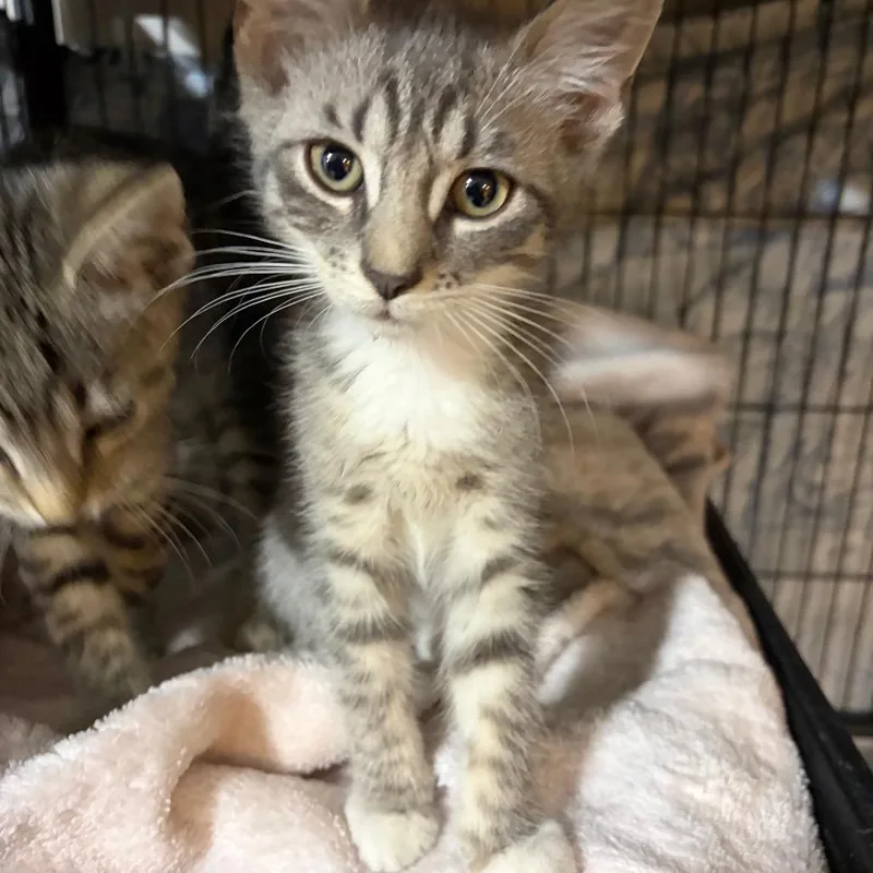 A baby small-sized female Gray / Blue / Silver Domestic Short Hair cat named Mississippi for adoption in Waldorf, MD
