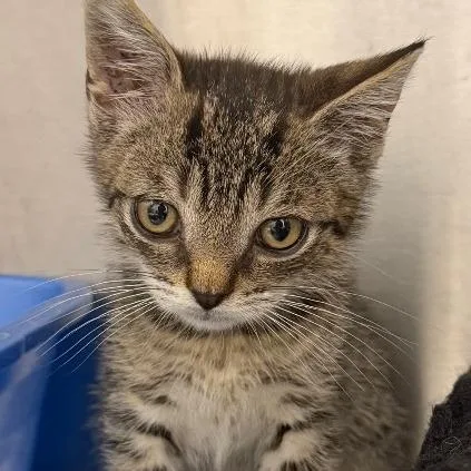 A baby small-sized male Brown / Chocolate Domestic Short Hair cat named Racoon for adoption in Calverton, NY