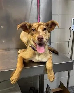 A young medium-sized female Catahoula Leopard Dog dog named Nova for adoption in Lake Wylie, SC