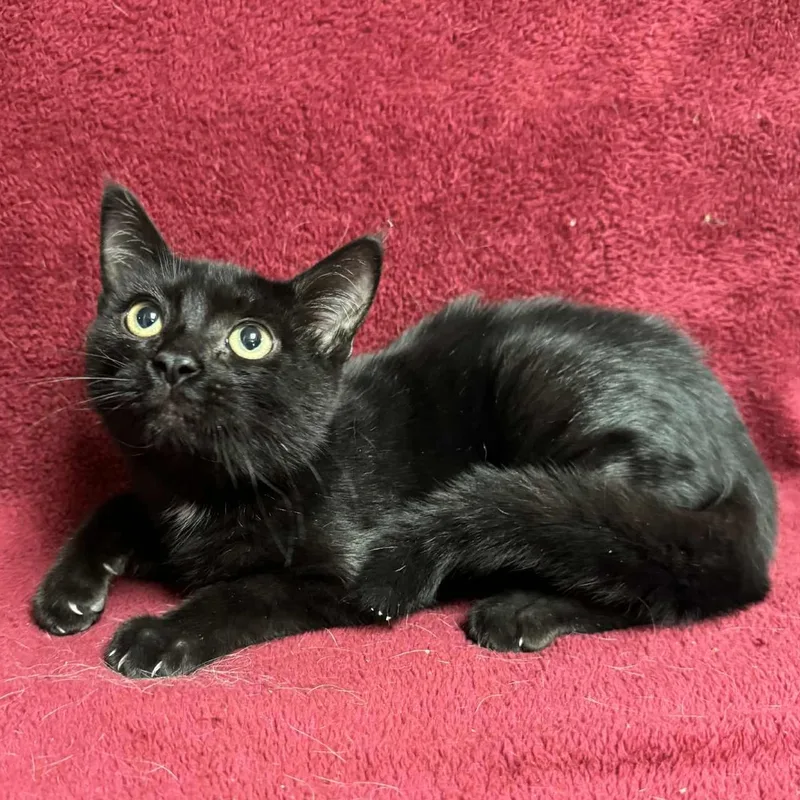 A young medium-sized male Black Domestic Short Hair cat named Bart for adoption in Waterloo, IA