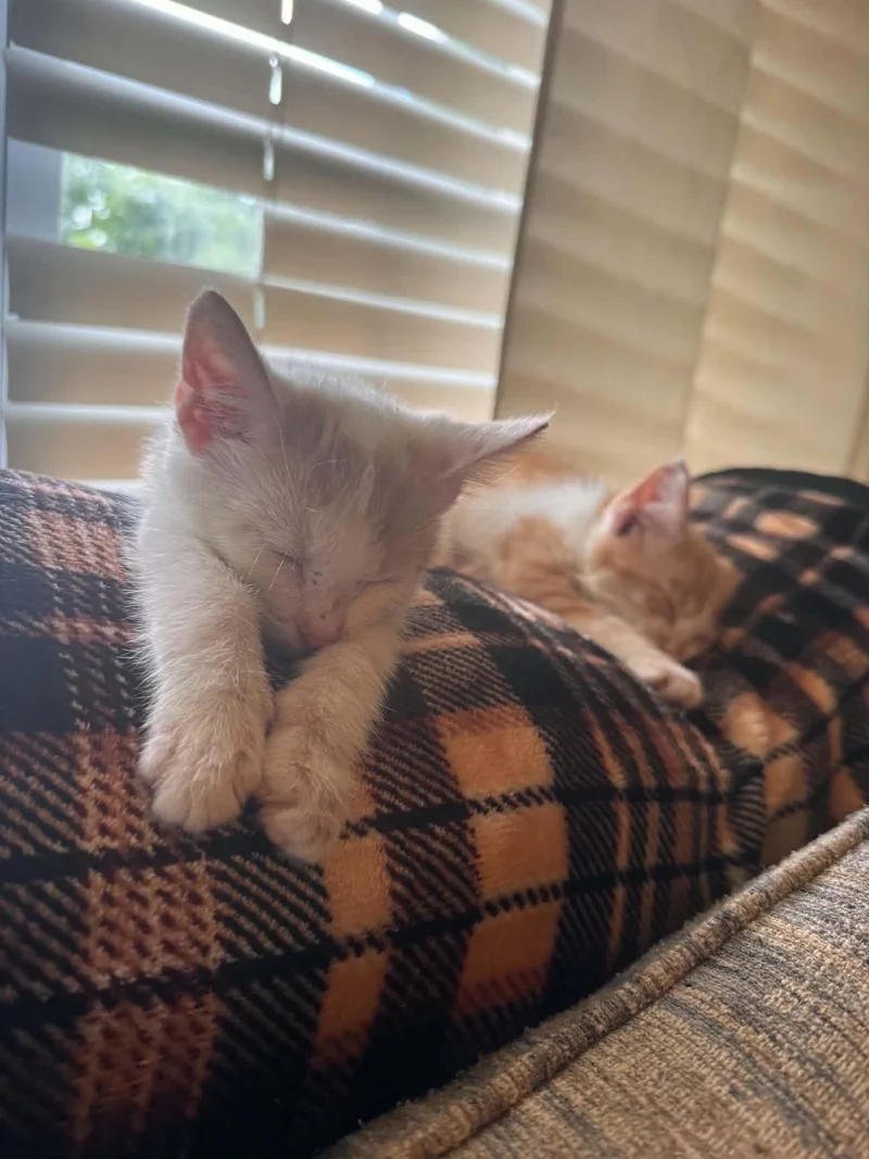 A baby small-sized female Orange & White Domestic Short Hair cat named Lita bita bota butt for adoption in Barbourville, KY