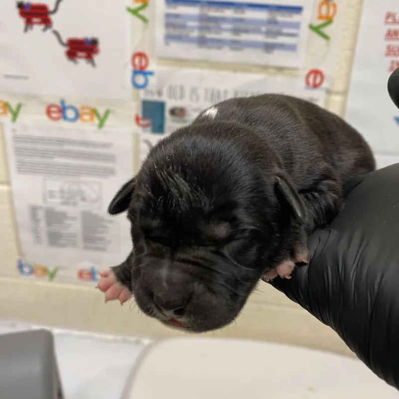 A baby medium-sized female Black Mixed Breed dog named Emory for adoption in Pinson, TN