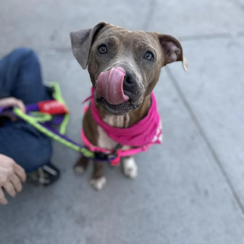 An adult medium-sized female Brown / Chocolate Hound dog named Muse for adoption in Long Island City, NY