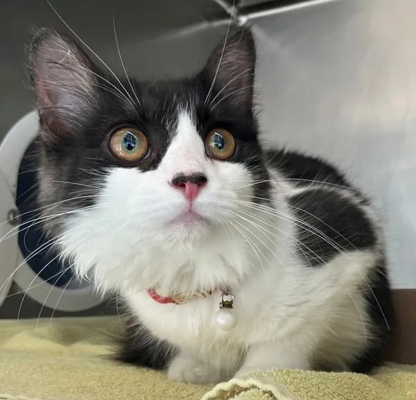 A baby medium-sized female Domestic Medium Hair cat named Panda for adoption in Staten Island, NY