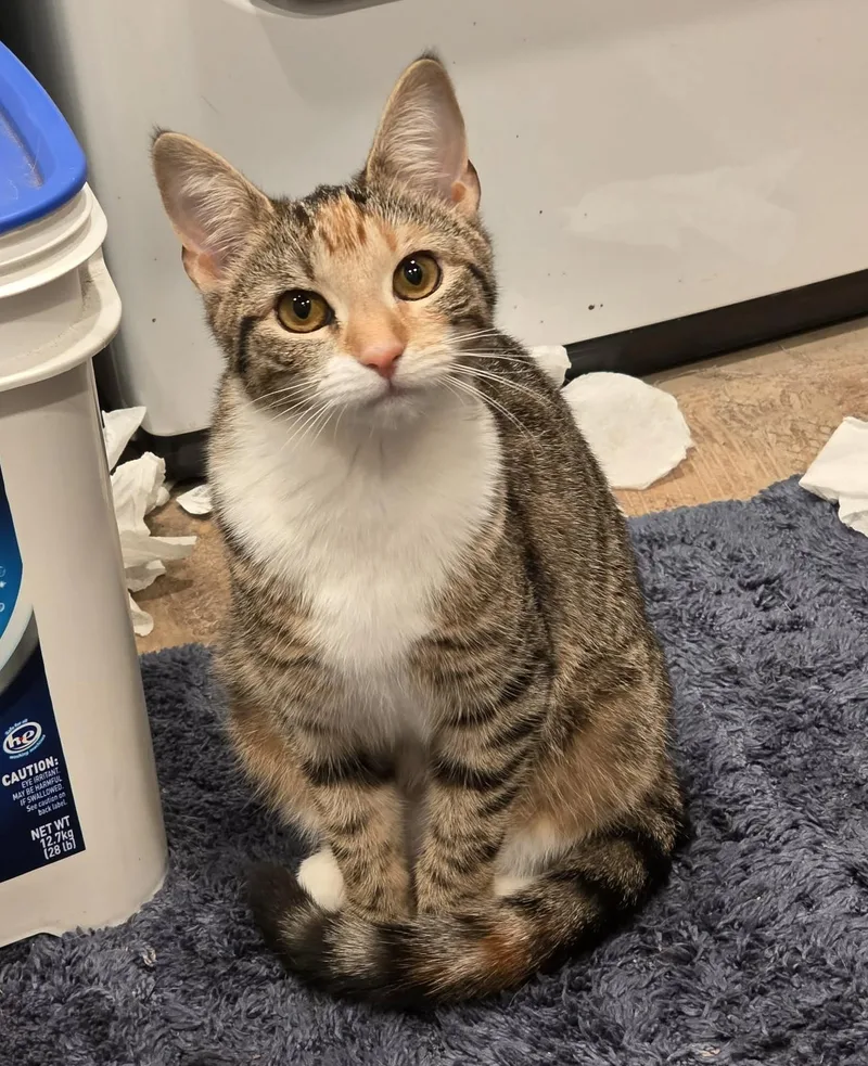 A baby medium-sized female Torbie Domestic Short Hair cat named Jessica for adoption in Breinigsville, PA