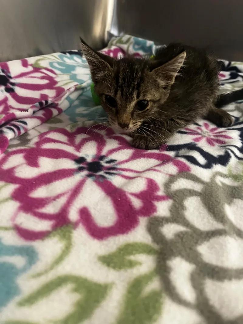 A baby medium-sized female Tabby (Gray / Blue / Silver) Domestic Short Hair cat named Autumn for adoption in Hernando, MS