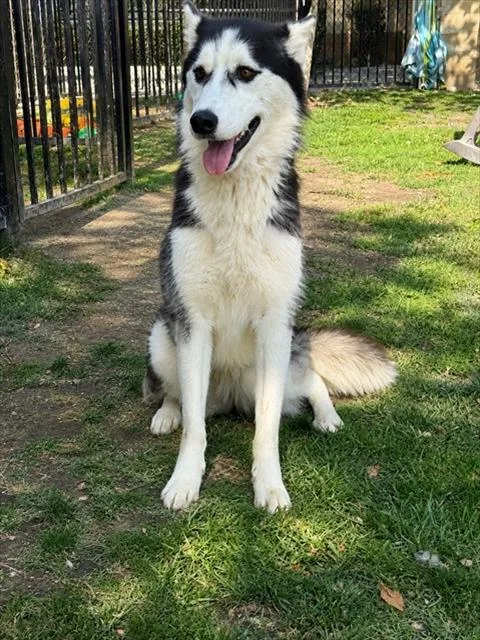 A young medium-sized female Siberian Husky dog named Nova for adoption in Riverside, CA