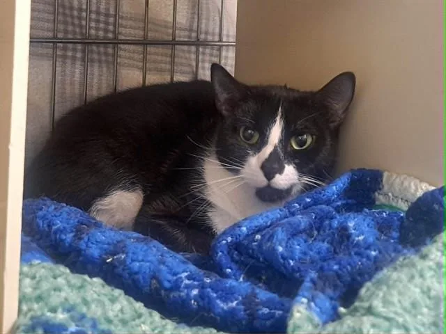 An adult medium-sized female Domestic Short Hair cat named Mayuri for adoption in Easton, MD
