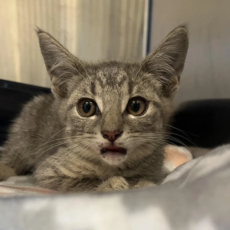 A baby small-sized male Gray / Blue / Silver Domestic Short Hair cat named Skeeter for adoption in Hinsdale, IL