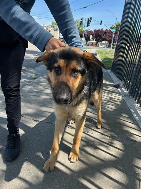 A young large-sized male German Shepherd Dog dog named A for adoption in Stockton, CA