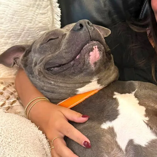 An adult medium-sized male American Staffordshire Terrier dog named Peter for adoption in Des Moines, IA