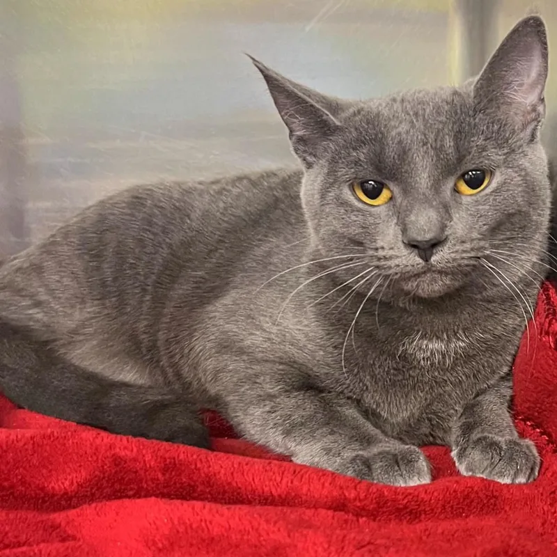 An adult large-sized female Gray / Blue / Silver Domestic Short Hair cat named Daphne for adoption in Springfield, IL