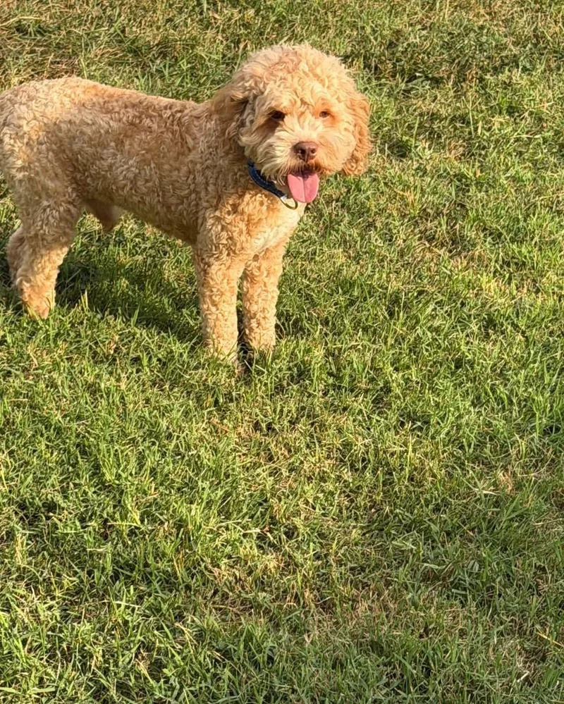 An adult medium-sized male Cockapoo dog named Whiskey for adoption in Richmond, KY