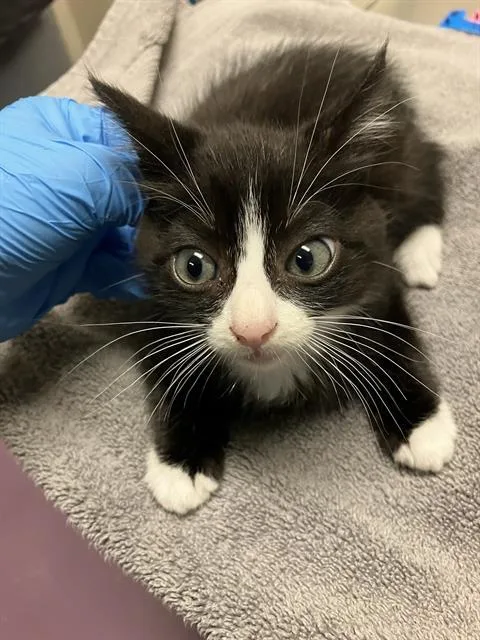 A baby small-sized male Domestic Short Hair cat named Santi for adoption in Long Beach, CA