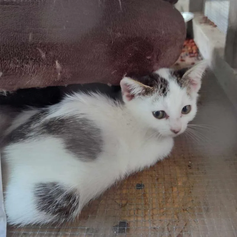 A baby medium-sized female Domestic Short Hair cat named Harriet for adoption in Greeneville, TN