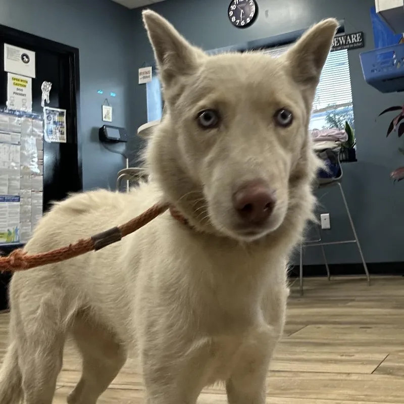 A baby medium-sized female White / Cream Husky dog named Boba for adoption in Newark, NJ