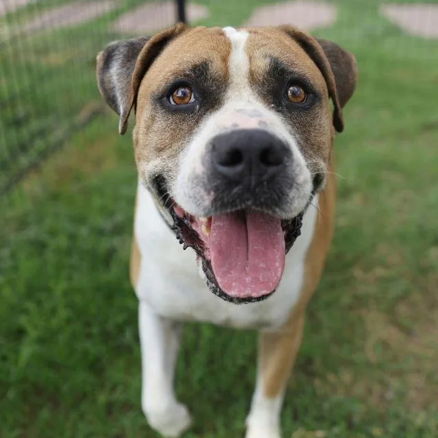 An adult medium-sized male Mastiff dog named Duke for adoption in San Antonio, TX