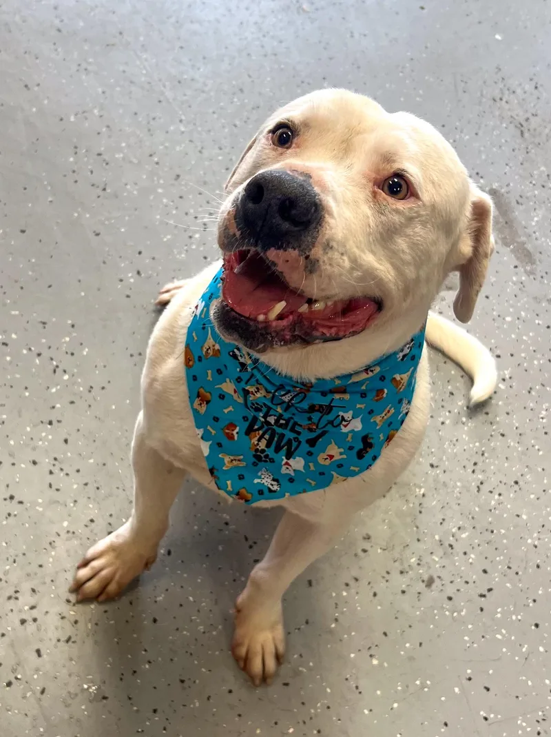 An adult large-sized male Mixed Breed dog named Frosty for adoption in Canyon, TX