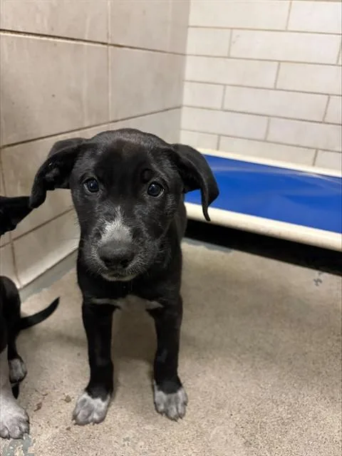 A baby small-sized female German Shepherd Dog dog named Donna for adoption in Stockton, CA