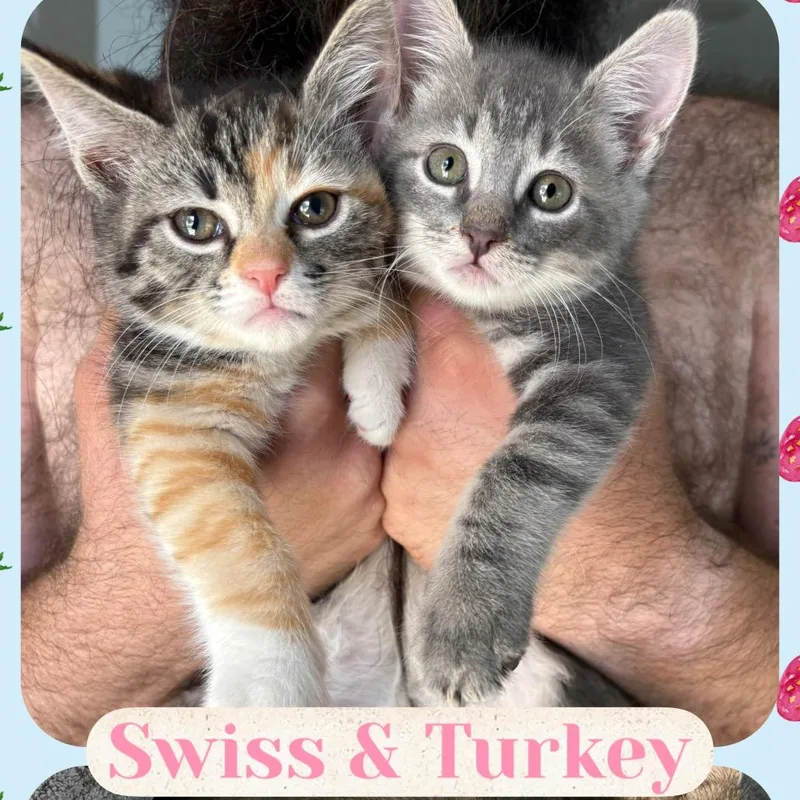Turkey thumbnail 3