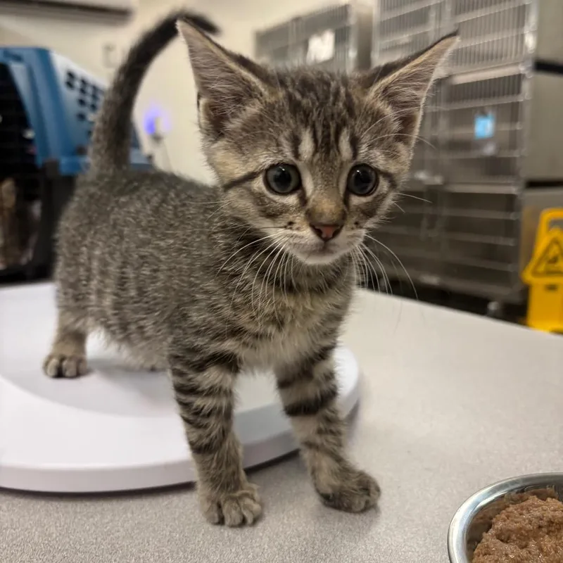 A baby small-sized male Gray / Blue / Silver Domestic Short Hair cat named Shrek for adoption in Manhattan, KS