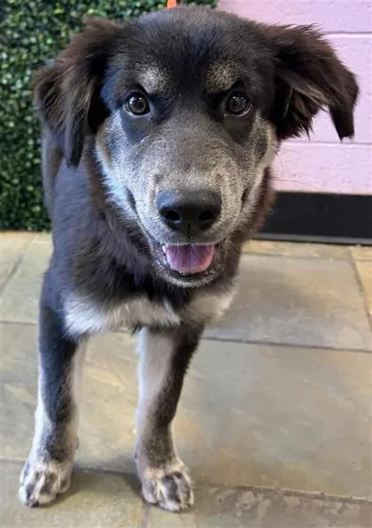 A baby medium-sized female Black Shepherd dog named 61803554 for adoption in El Paso, TX