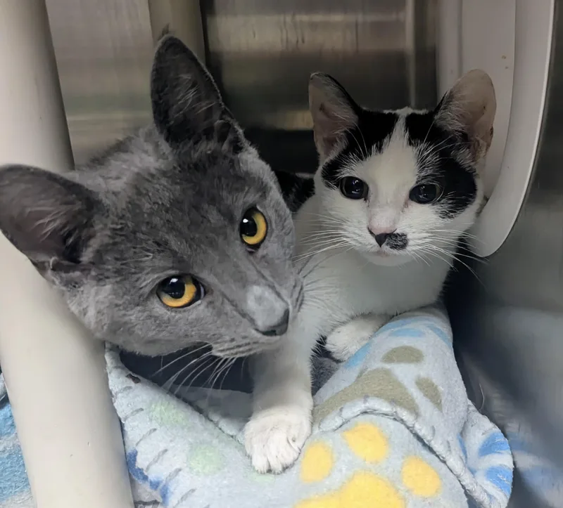 A baby large-sized female White Domestic Short Hair cat named Robots for adoption in Springfield, IL