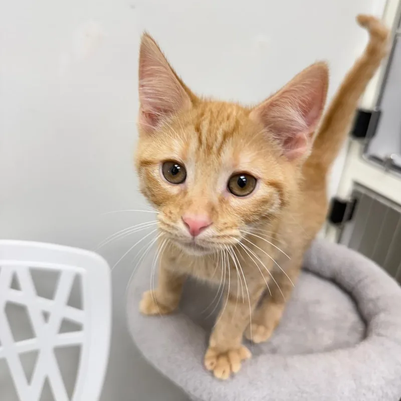 A baby small-sized male Domestic Short Hair cat named Hamilton for adoption in Cumming, GA