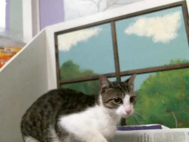 A young medium-sized male Domestic Short Hair cat named Gary for adoption in Houston, TX