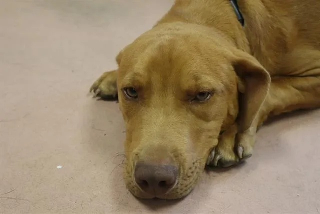 A young medium-sized male Mixed Breed dog named Jagger for adoption in Columbia, SC