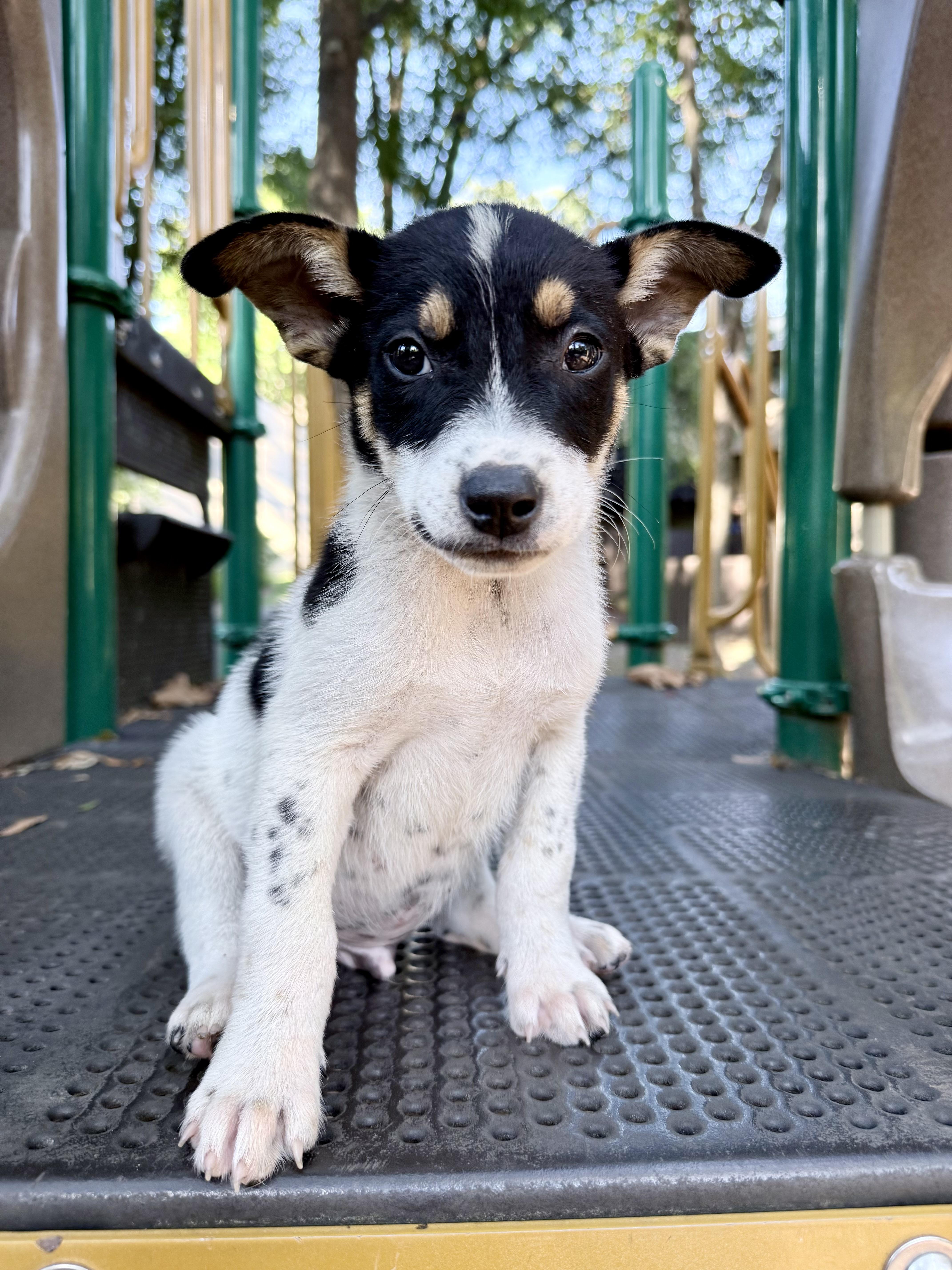 A baby medium-sized male Beagle dog named Kevin for adoption in Fairfax, VA
