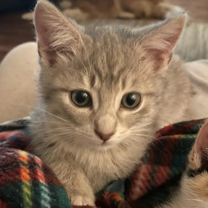 A baby medium-sized male Tabby (Gray / Blue / Silver) Domestic Short Hair cat named Luke for adoption in Maynardville, TN